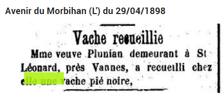1898 Plunian vache